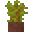 アカシアの苗木の鉢植え
