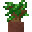 ダークオークの苗木の鉢植え
